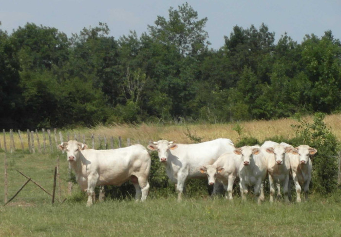 Caissette de viande bovine, saone et loire