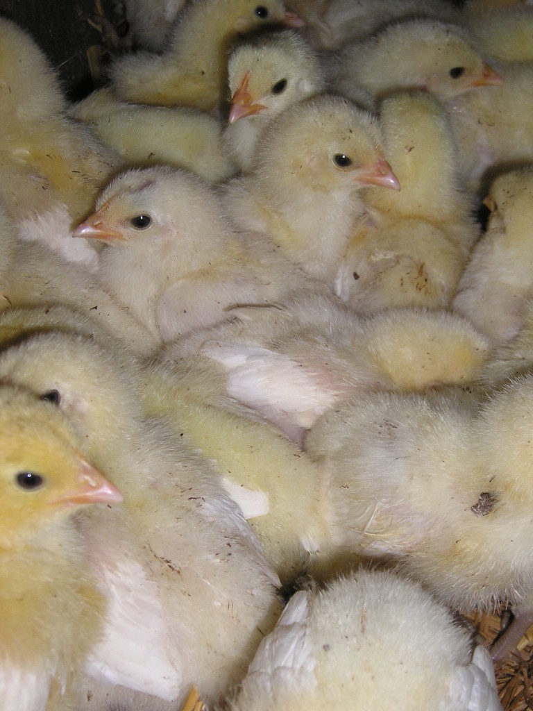 Achat Poussin Poulet De Bresse